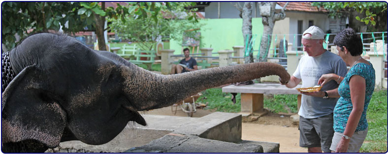 De olifantenschool